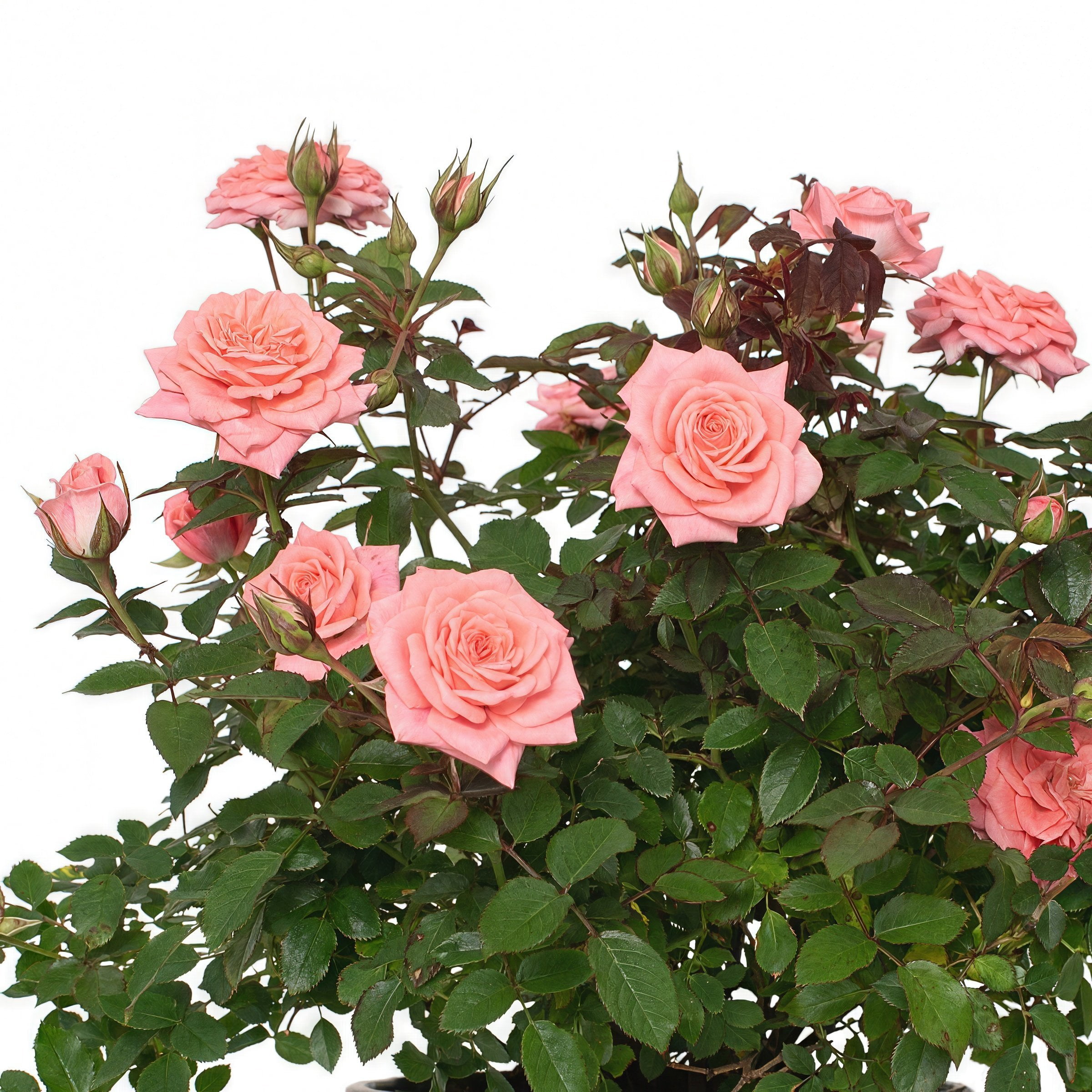 2 gal. Cupcake Rose with Pink Flowers