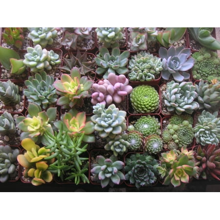 Plant Fully Rooted Succulents Unique Succulent Collection Of 6 2-inch Pots