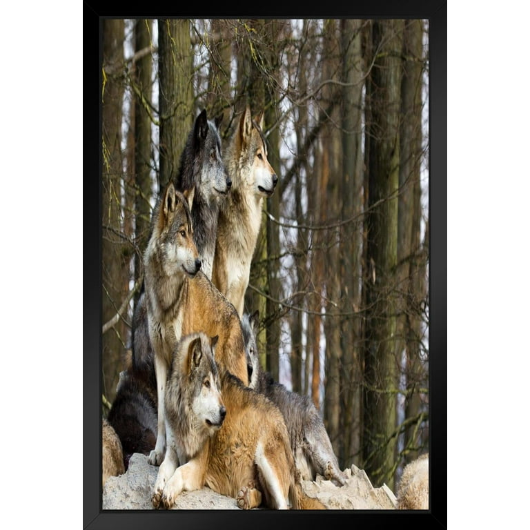 Gray Wolf Pack In Forest