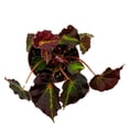 thumbnail image 2 of Begonia Boyfriend, 4 inch Rhizomatous Rhizo Dark Purple Green Streaks Red Dot, 2 of 5