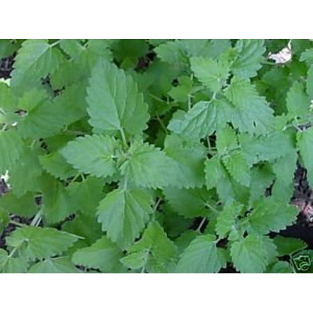 Instant Herb Garden - Catnip Great Garden Herb ~ Cats Love It ~ Bulk 5,000 Seeds By Seed Kingdom