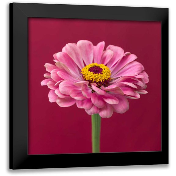 Frank, Assaf 12x12 Black Modern Framed Museum Art Print Titled - Fresh Zinnia flower