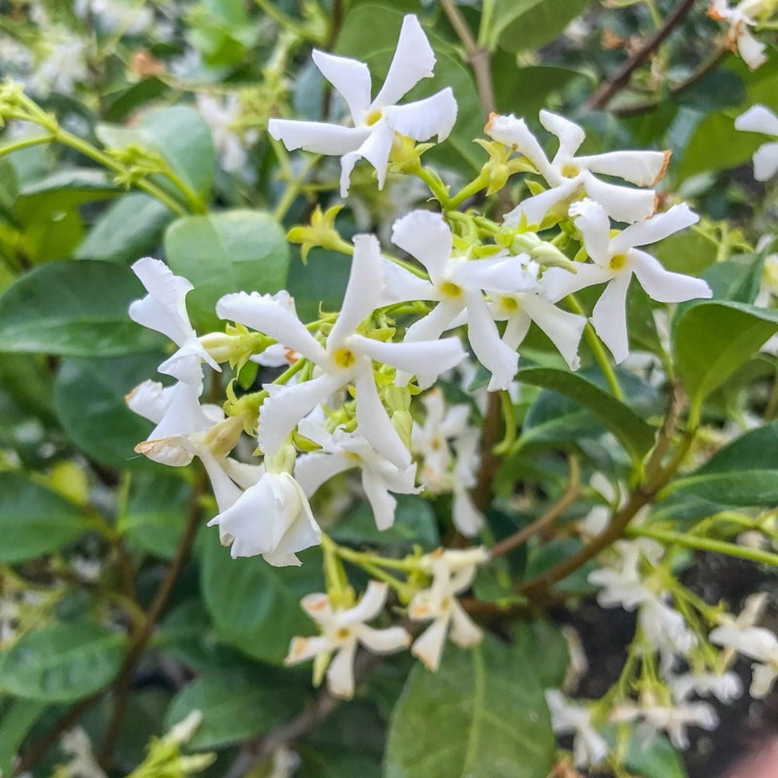 Star Jasmine Live Climbing Vine-3 Gallon