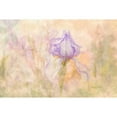 thumbnail image 3 of Murdock, Ramona 18x13 Black Modern Framed Museum Art Print Titled - Iris in My Garden, 3 of 5