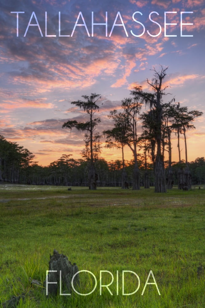 Tallahassee, Florida, Cypress and Sunset (9x12 Wall Art Print, Home Decor)