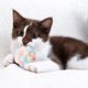 thumbnail image 5 of onlyliua Liquidación Divertido Juguete Elástico Juguetes para Gatos Juguete Interactivo Colorido para El Coño, 5 of 7