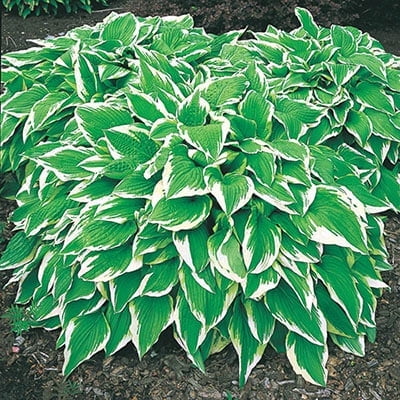 Albo Marginata Hosta in a trade gallon pot