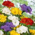 thumbnail image 1 of Flower Bulbs - Freesia Double Assorted (50 Bulbs), 1 of 1