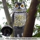 thumbnail image 4 of Señuelo de búho con cabeza giratoria, repelente de plagas de aves, espantapájaros para jardín, tiene sonido, 4 of 11