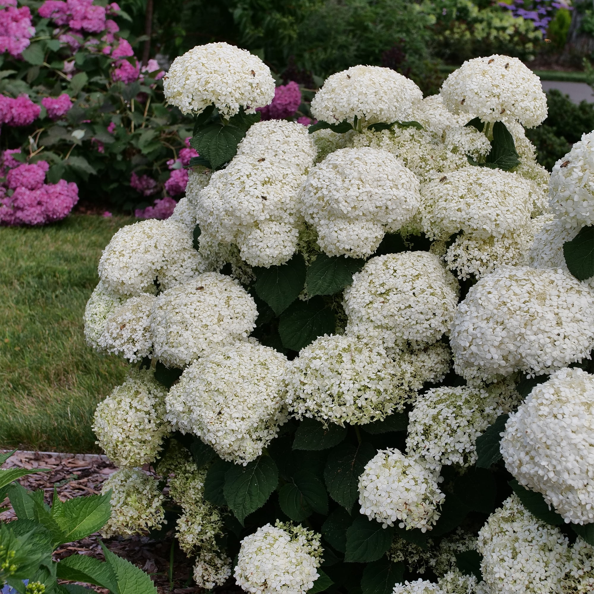 Proven Winners ColorChoice Incrediball Storm Proof Hydrangea Live Shrub (5 Gallon)