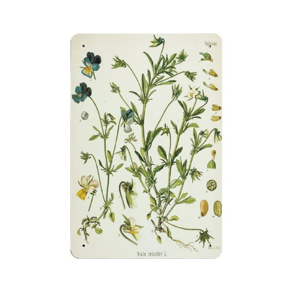 Violet Botanical Illustration - Giclee Print, Choose Your Size - Botanicals, tin sign, Art,,Retro style, farmhouse decoration, home, bar, restaurant, garage, tin sign 5.5 x 8 inches