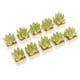 thumbnail image 1 of 10 Piezas de Plantas Suculentas Bonsai 1/12 Decoración de, 1 of 9