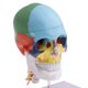 thumbnail image 3 of Modelo de Cabeza Humana Cráneo Sunnimix con Base Colorido, 3 of 6