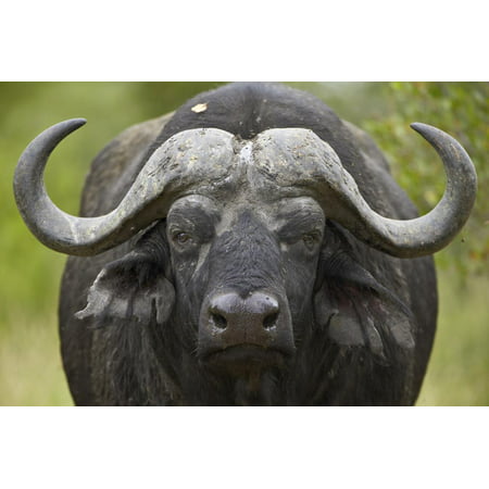 Cape Buffalo (African Buffalo) (Syncerus Caffer), Kruger National Park, South Africa, Africa Print Wall Art By