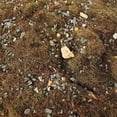 thumbnail image 3 of lionlar Box Vegetation Ground Grass Rock Static Scenery Miniature 500ml Plant Cover Autumn Bush, 3 of 8