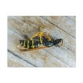 thumbnail image 1 of Scène de Guêpe Drôle Prête à Accrocher Non Encadrée, 1 of 7