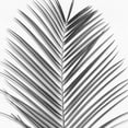 thumbnail image 2 of Jensen, Mia 12x12 Gold Ornate Wood Framed with Double Matting Museum Art Print Titled - Palm Black and White V, 2 of 4