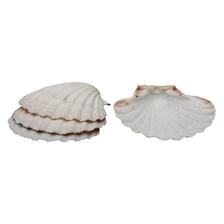 4 Baking Shells - HIC Natural Baking Shells, 4-Inches, Set of 4