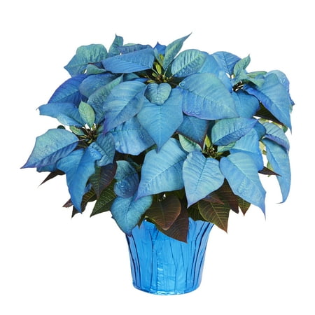 Expert Gardener 2 QT Blue Poinsettia (1 pack) Grower pot