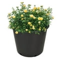 thumbnail image 5 of waltyotur 1/2/3/5/7/10/15gallon Heavy Duty Large Premium Nursery Pot Root Garden Container, 5 of 10