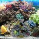 thumbnail image 1 of Hytrove Complemento Decorativo De Coral Artificial En Resina Para Paisaje Y En Peceras, 1 of 6