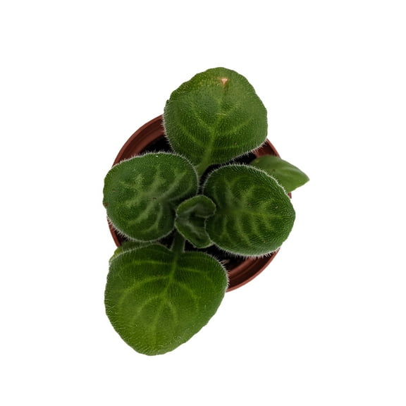 Summer Song Asian Violet - Primulina - 2.5" Pot - Everblooming House Plant