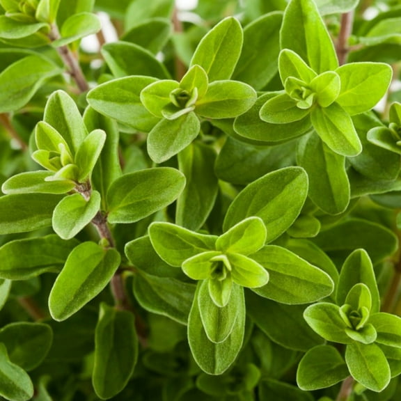 TomorrowSeeds - Sweet Marjoram Seeds - 5000  Count - For 2026 Planting Origanum Majorana Perennial