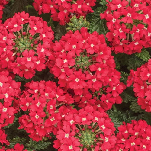 50 Scarlet Star Verbena Seeds
