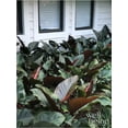 thumbnail image 2 of Nature's Way Farms Philodendron Rojo Congo Live Plant (25-30 in. Tall) in Grower Pot, 2 of 3