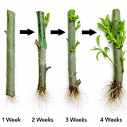 Bonsai Green Weeping Willow Tree - Thick Trunk Cutting - Exotic Bonsai Material