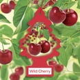 thumbnail image 4 of Little Trees Air Freshener Wild Cherry Fragrance 3-Pack, 4 of 12