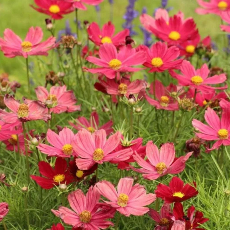 50 Red Rubenza' Cosmos Seeds Flower Seeds