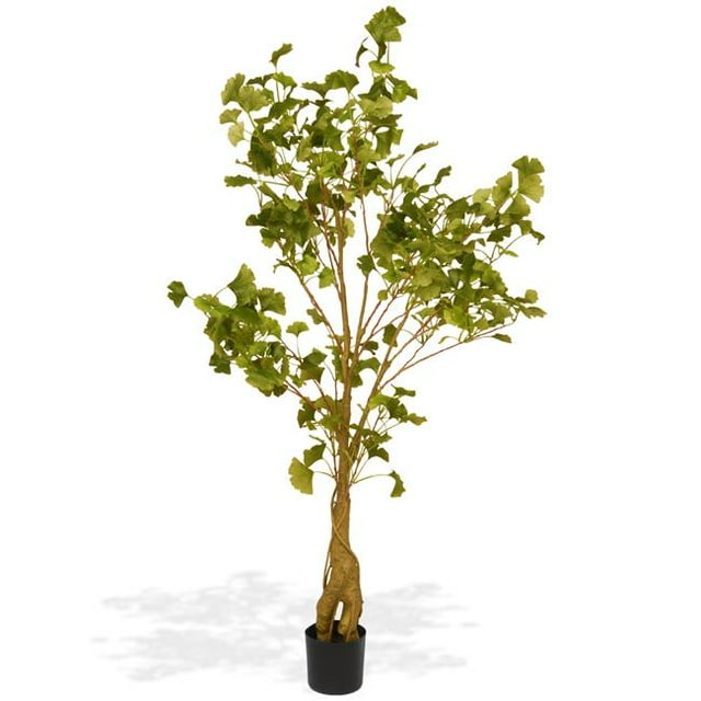National Tree RAS-FY311P5-1 4,20 Pi. Ginkgo Arbre en Pot