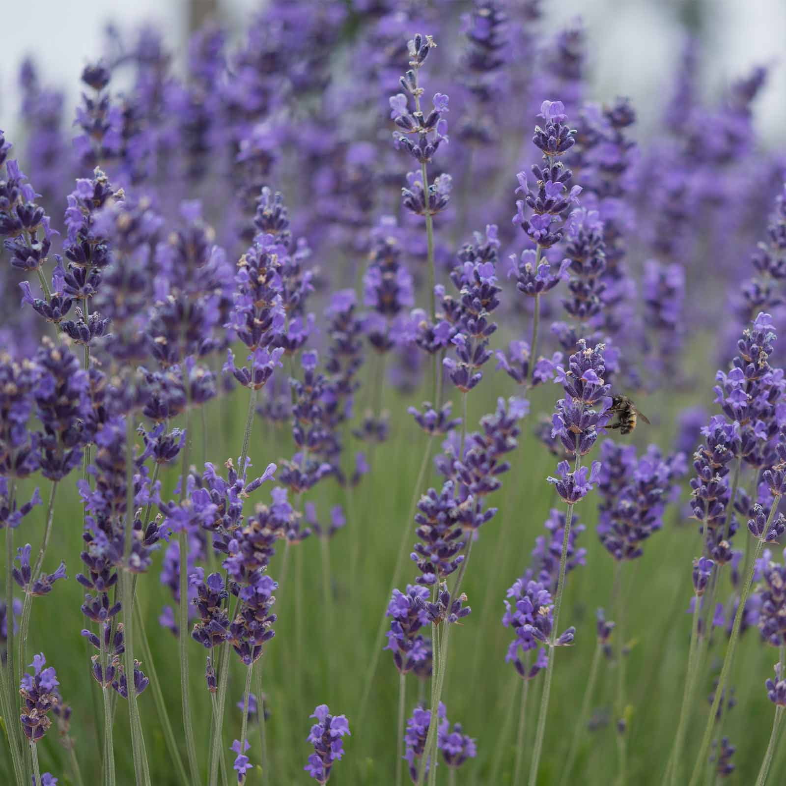 Levanda ~300 Top Quality Seeds Rare Heirloom Perennial Herb Details about   Greek Lavender