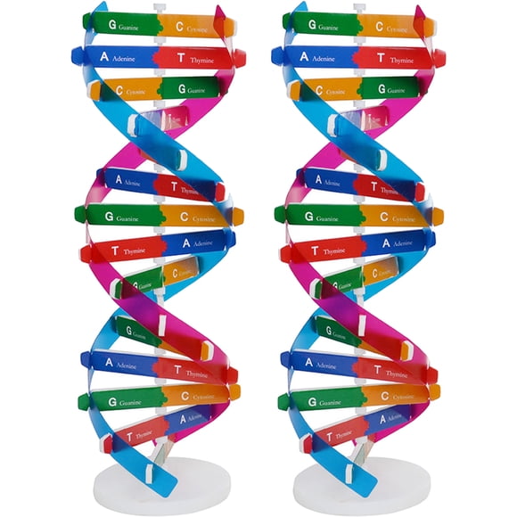 KAKOWELY Modèle d'ADN Génétique 2 Pcs Modèles d'ADN Double Hélice Composants d'Instrument d'Enseignement Scientifique 12.99"X4.57"X4.57 Pouces