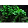 thumbnail image 4 of Anubias Barteri Live Aquarium Plants BUY 2 GET 1 FREE, 4 of 12