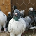 thumbnail image 4 of Chicken Wire Fencing Poultry Wire Mesh Fence Yard Garden Crafting Decor, 4 of 4