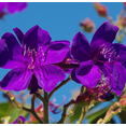 thumbnail image 7 of Blue Tibouchina Live Plant 5–8 Inch Tall, Vibrant Purple-Blue Flowering Princess Flower Shrub for Outdoor Garden & Patio Planting, 7 of 7