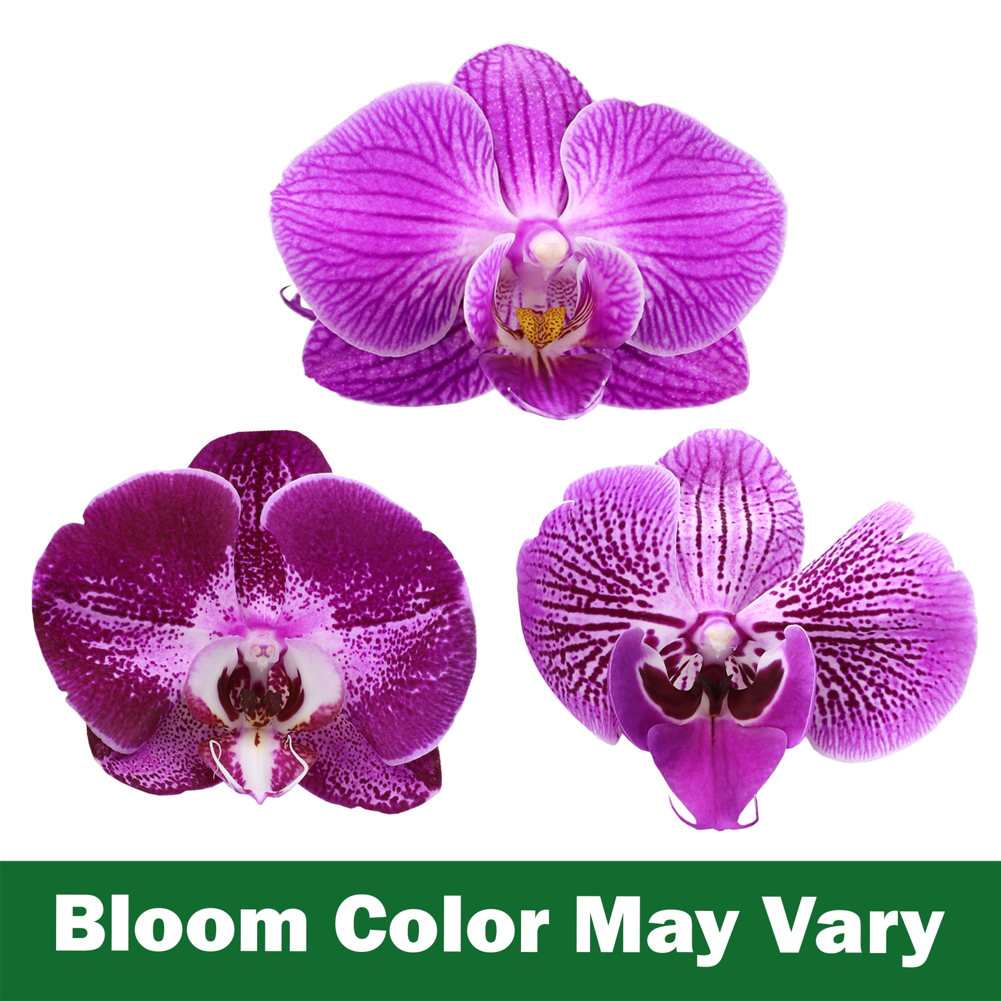 Element by Altman Plants 18-30" Purple Orchid - White Pot - Pet Safe - Easy Live Plant - Partial Sun