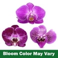 thumbnail image 5 of Element by Altman Plants 18-30" Purple Orchid - White Pot - Pet Safe - Easy Live Plant - Partial Sun, 5 of 9