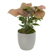Neon Robusta Syngonium in Stone Pot | Arrowhead Plant | Filtered Light | Element by Altman Plants