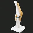 thumbnail image 6 of Anatomical Medical Knee Joint with Ligaments Model,Life Size,Orthopedic Teaching Demonstration, 6 of 8