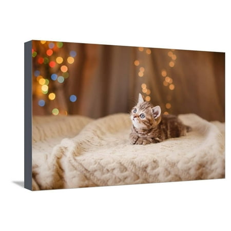 Cat Family Portrait Christmas British Kitten, Christmas and New Year, Portrait Cat on a Studio Color Background Stretched Canvas Print Wall Art By dezi ()