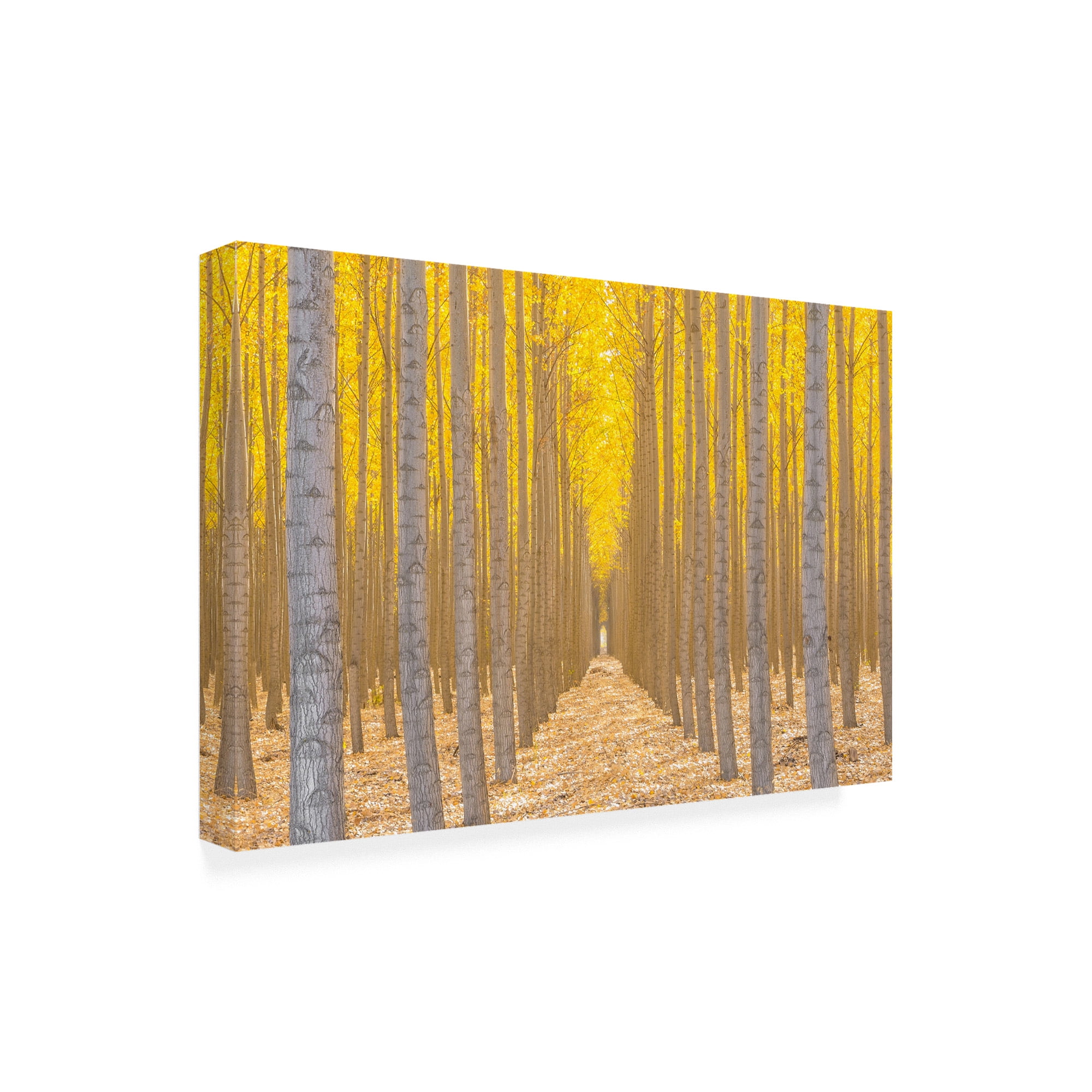 Trademark Fine Art 'Silence Is Golden Yellow Trees' Canvas Art by Ross Lipso