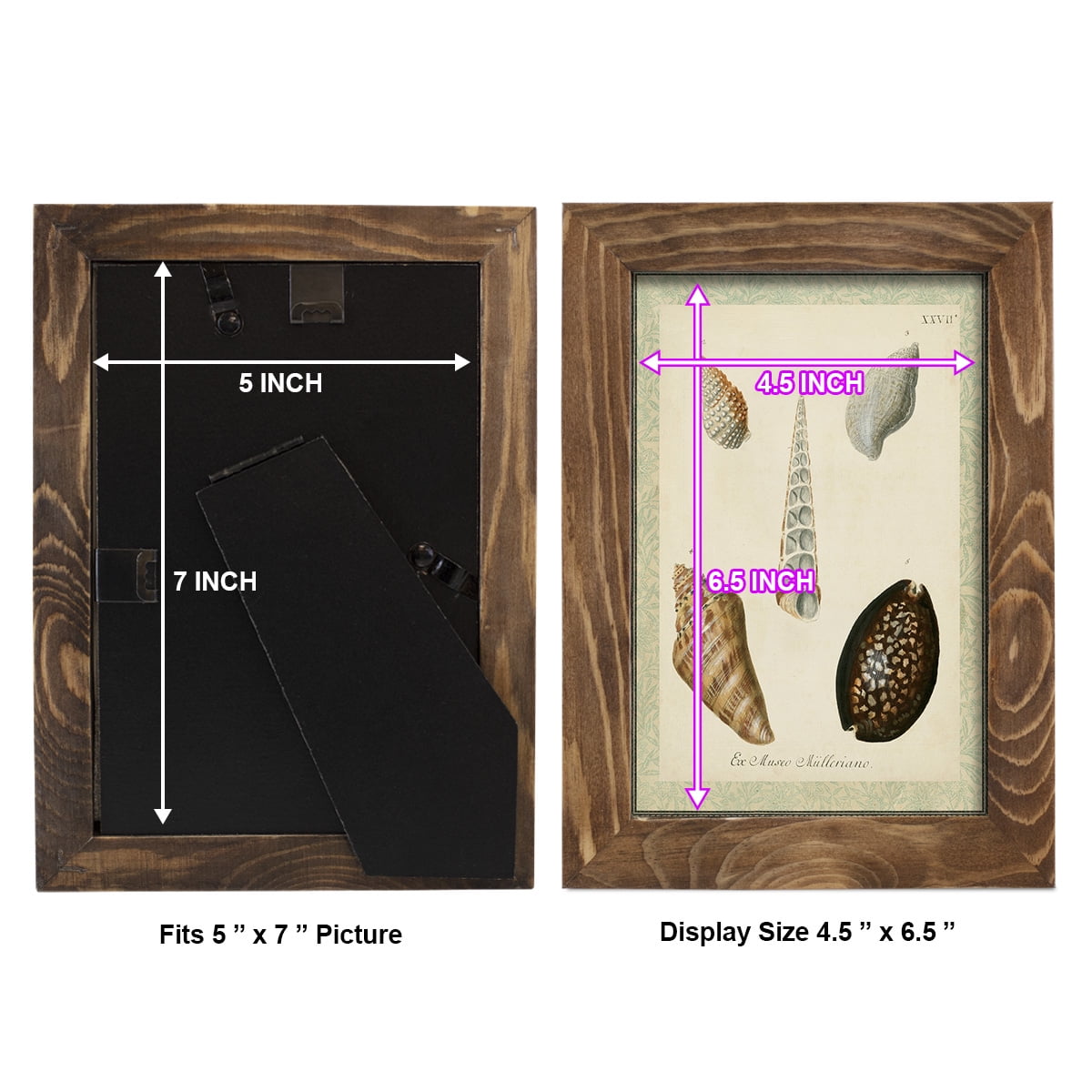 Bookplate Shells IX - Framed Print w/glass - Walnut