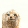 thumbnail image 3 of Ducklow, Patsy 20x20 Black Modern Framed Museum Art Print Titled - Little Scruff Gizmo, 3 of 5