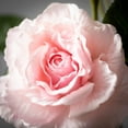 thumbnail image 2 of Sullivans 29.5" Artificial Rose Spray, 2 of 3
