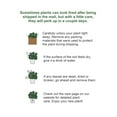 thumbnail image 5 of Live Rabbit's Foot Fern Plant - 4" Biodegradable Pot - Terra Cotta, 5 of 5