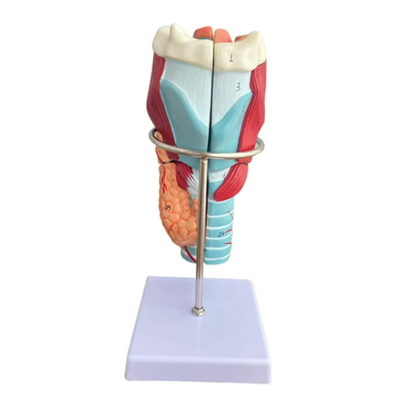 Modelo anatómico de la laringe humana. Material didáctico para la exposición de modelos de garganta extraíbles, ampliados al doble. Material didáctico
