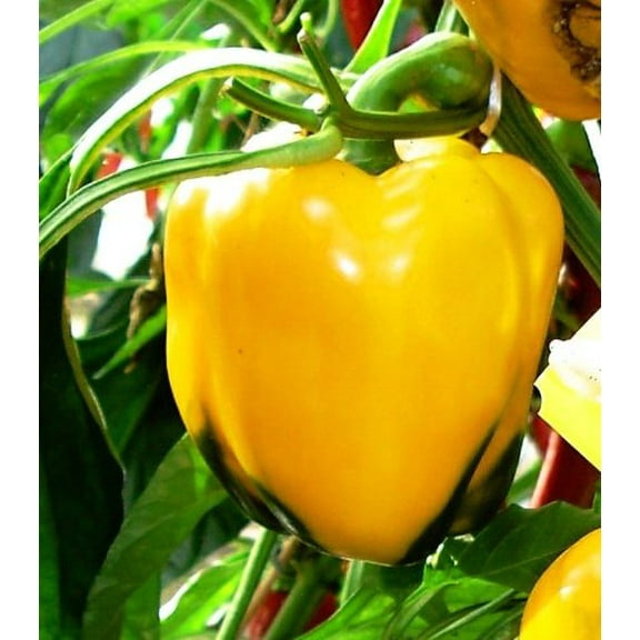 Golden California Wonder Bell Pepper Plant - Non-GMO - Two (2) Live Plants - Not Seeds - Each 4" to 7" Tall - In 3.5 Inch Pots - Clovers Garden Copyrighted Planting Guide Included